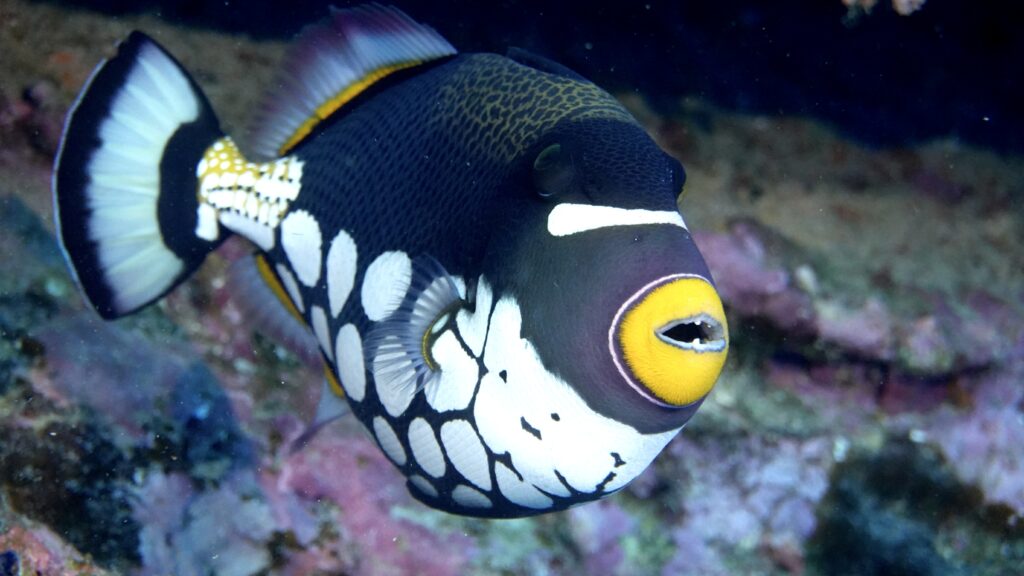 Trigger clown fish